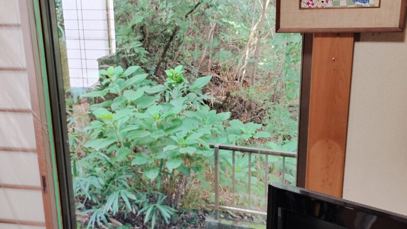 窓フィルム施工例。和風のお部屋の窓にフィルムを付けた後の様子。東広島市で災害対策、紫外線対策でフィルムを施工